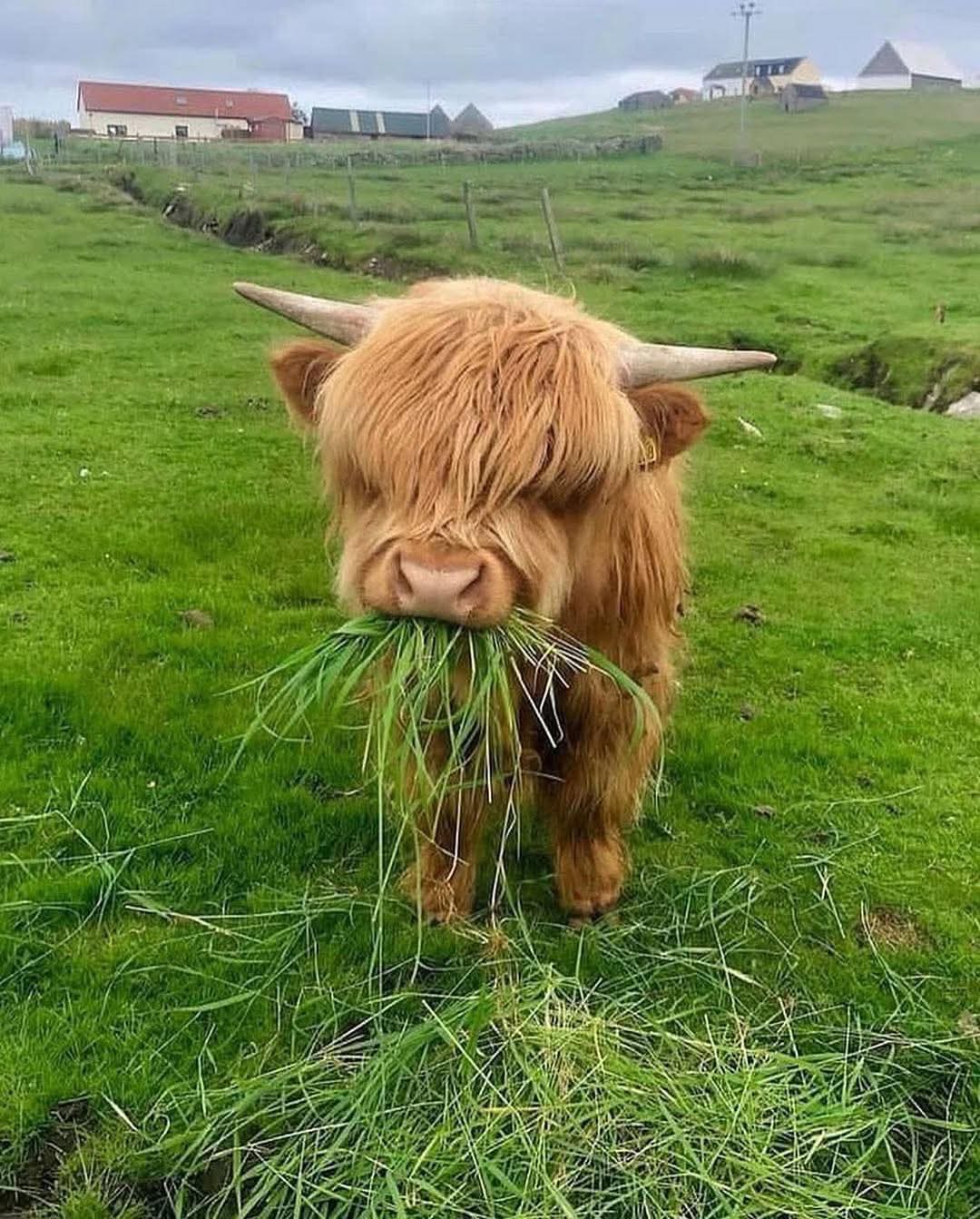 image of highland coo