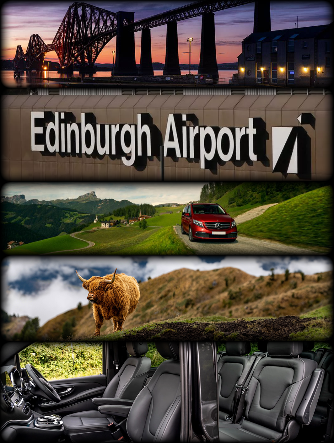 image of highland coo