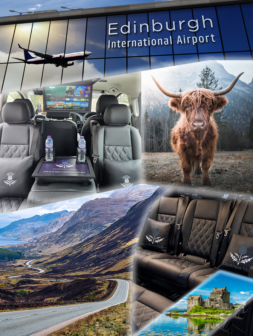 image of highland coo